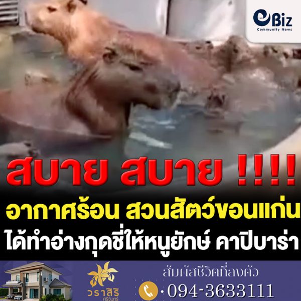 ขอนแก่น ทำอ่างจากุชชี่คลายร้อนให้หนูยักษ์คลายร้อน