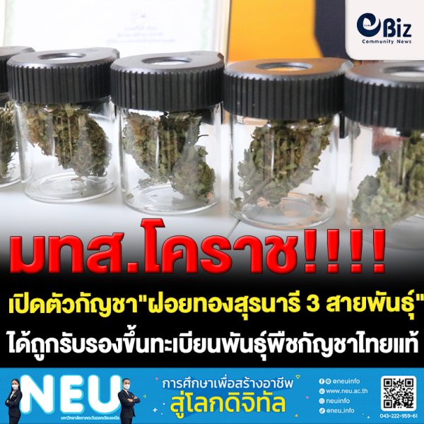 สุดเจ๋ง มทส.โคราช เปิดตัวกัญชา”ฝอยทองสุรนารี 3 สายพันธุ์” สู่มือเกษตรกร กรมวิชาการเกษตร รับรองขึ้นทะเบียนพันธุ์พืชกัญชาไทยแท้