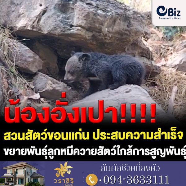 สวนสัตว์ขอนแก่น ต้อนรับสมาชิกใหม่ลูกหมีควาย “น้องอั่งเปา” จากการเพาะขยายพันธุ์  “หมีควาย” จนประสบความสำเร็จ