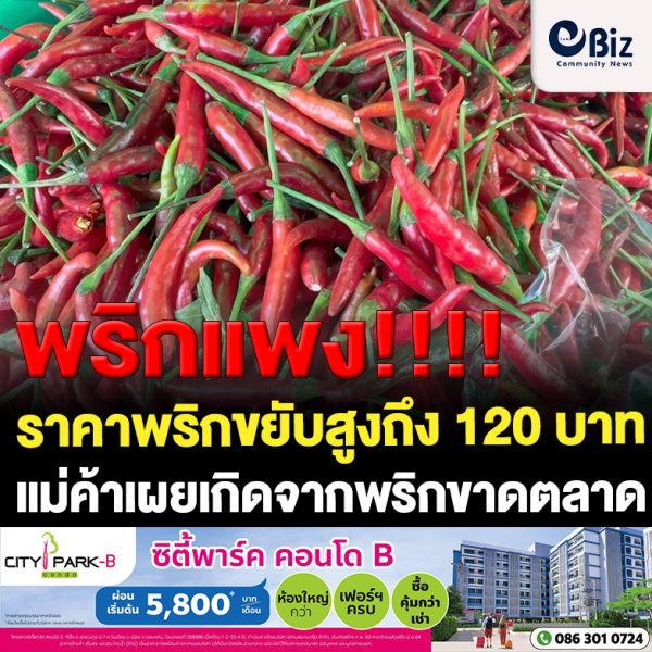 ขอนแก่น พริกแพง กิโลกรัม100-120 บาท ต่อกิโลกรัม