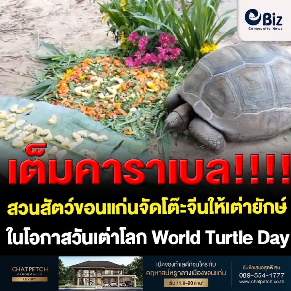 สวนสัตว์ขอนแก่นจัดโต๊ะจีนให้เต่ายักษ์ อัลดาบรา ในวันอังคารที่ 23 พฤษภาคม พ.ศ.2566 ในวันเต่าโลก World Turtle Day
