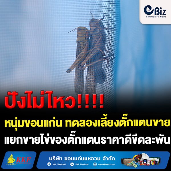 ขอนแก่น เลี้ยงตั๊กแตนขาย สร้างรายได้เดือนละ 20,000 บาท