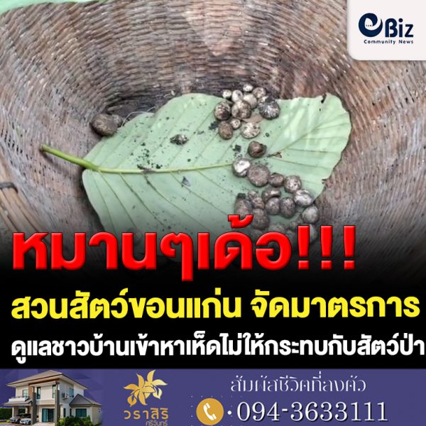 ขอนแก่น ชาวบ้านแห่ออกหาเห็ดเขตสวนสัตว์ขอนแก่น