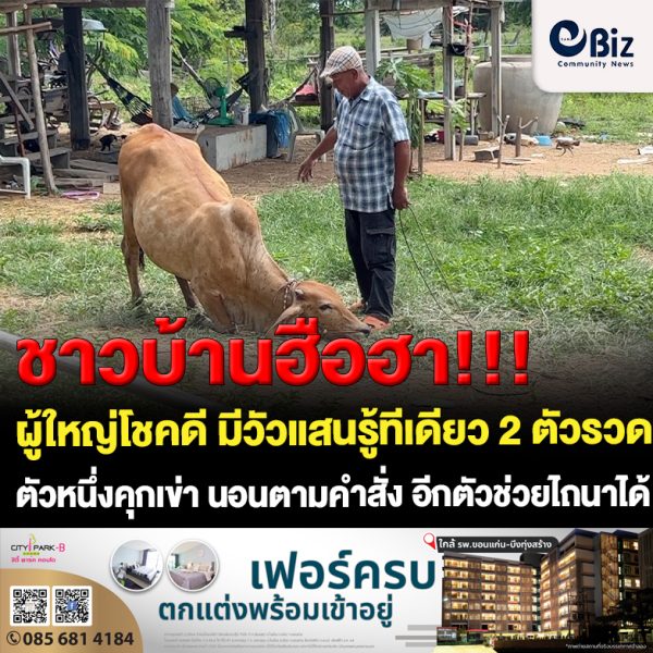 ขอนแก่น ผญบ. มีวัวแสนรู้ 2 ตัว สอนไถนาและนอนตามคำสั่งได้