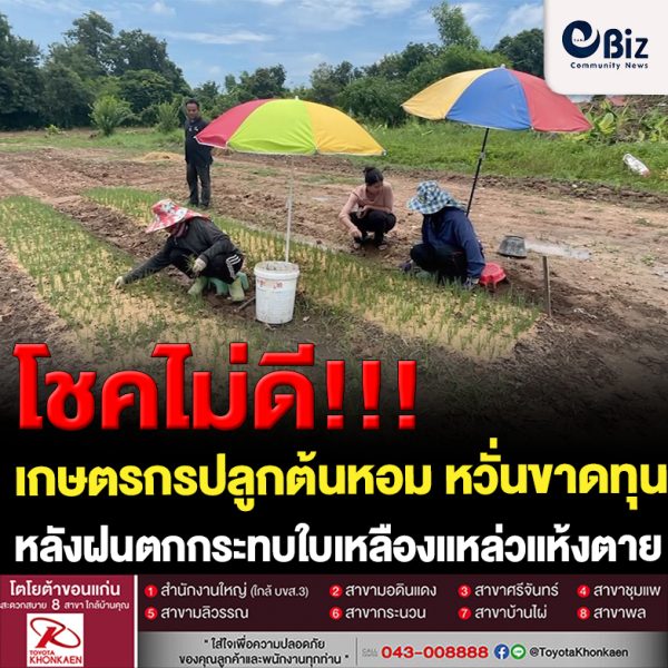 ขอนแก่น เกษตรกรปลูกต้นหอม ฝนตกกระทบใบและหัวลากเน่า ขอนแก่น เกษตรกรปลูกต้นหอม ฝนตกกระทบใบและหัวลากเน่า