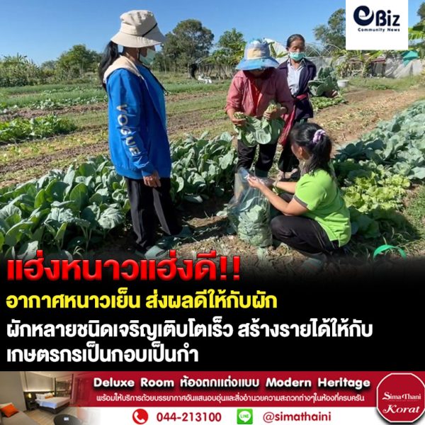 อากาศหนาวเย็นเกษตรกรผักเกษตรชุมชนให้ผลผลิตดีทำยอดพุ่ง