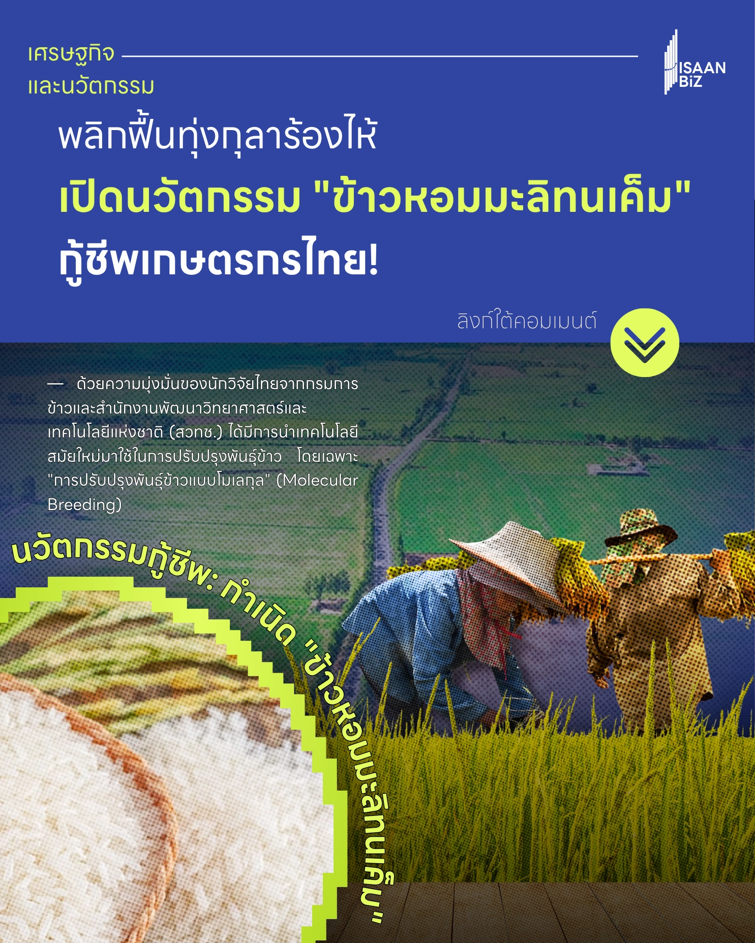 5 จังหวัดในภาคอีสาน ร้อยเอ็ด, สุรินทร์, ศรีสะเกษ, มหาสารคาม, ยโสธร แหล่งกำเนิดของ “ข้าวหอมมะลิทุ่งกุลาร้องไห้”