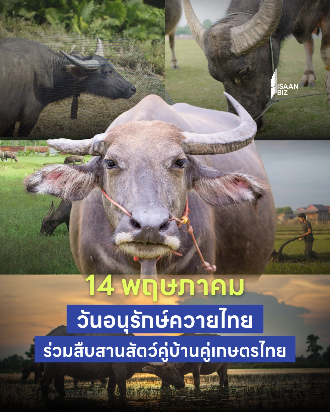 🐃 14 พฤษภาคม “วันอนุรักษ์ควายไทย” ร่วมสืบสานสัตว์คู่บ้านคู่เกษตรไทย 🐃 14 พฤษภาคม “วันอนุรักษ์ควายไทย” ร่วมสืบสานสัตว์คู่บ้านคู่เกษตรไทย