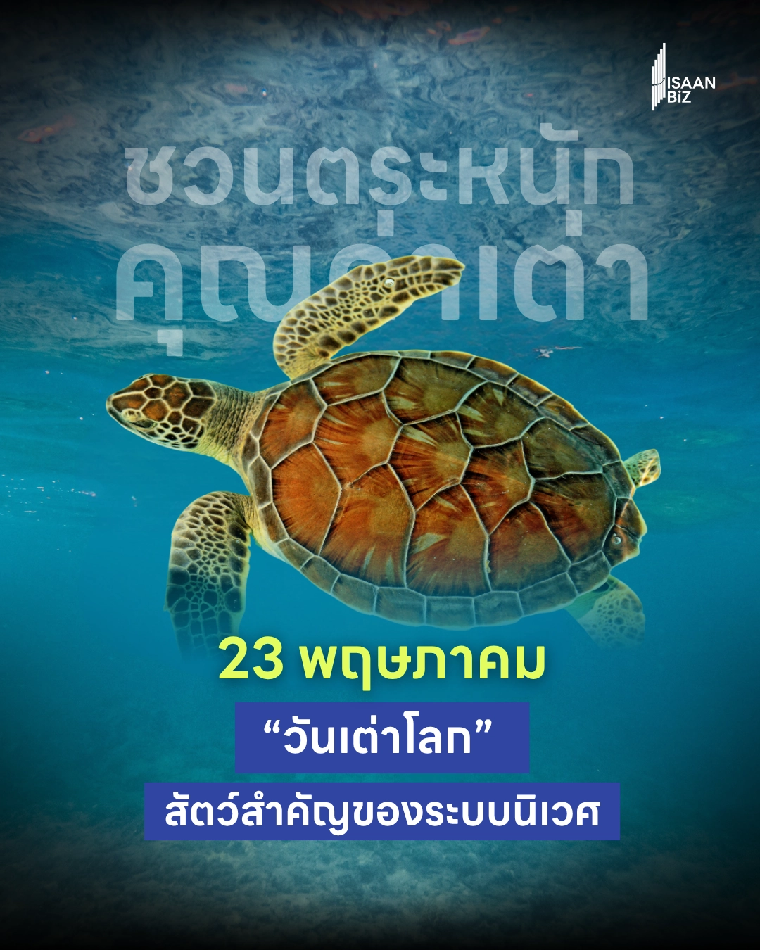 23 พฤษภาคม “วันเต่าโลก” ชวนตระหนักคุณค่าเต่า สัตว์สำคัญที่กำลังลดจำนวนลงทั่วโลก 23 พฤษภาคม “วันเต่าโลก” ชวนตระหนักคุณค่าเต่า สัตว์สำคัญที่กำลังลดจำนวนลงทั่วโลก