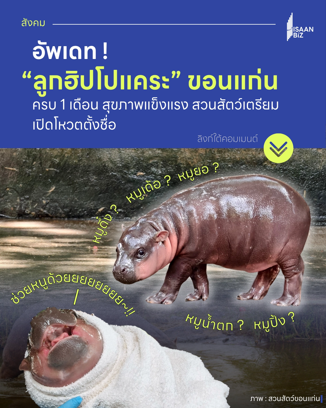 อัปเดต “ลูกฮิปโปแคระ” ขอนแก่น ครบ 1 เดือน สุขภาพแข็งแรง สวนสัตว์เตรียมเปิดโหวตตั้งชื่อ